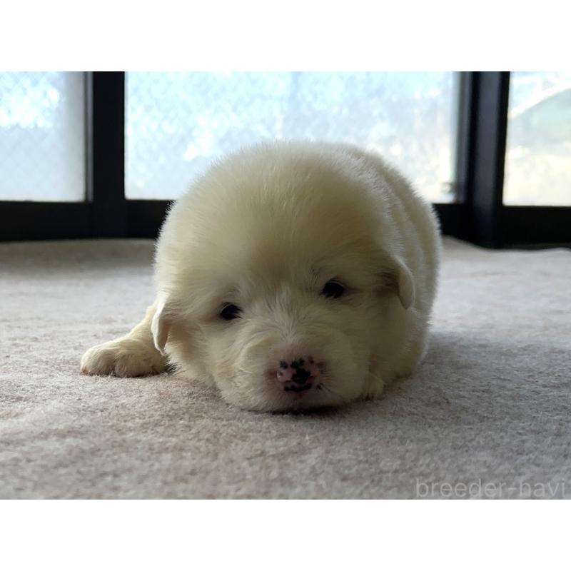 販売中の千葉県のグレートピレニーズ-439603の25枚目