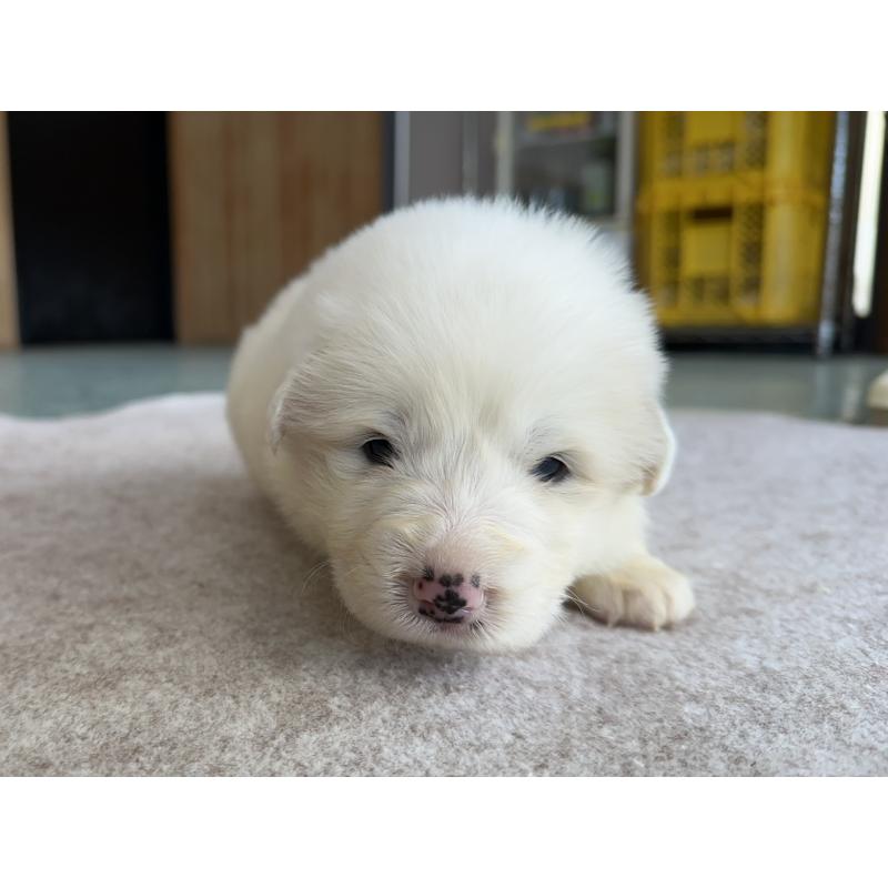 販売中の千葉県のグレートピレニーズ-439603の24枚目