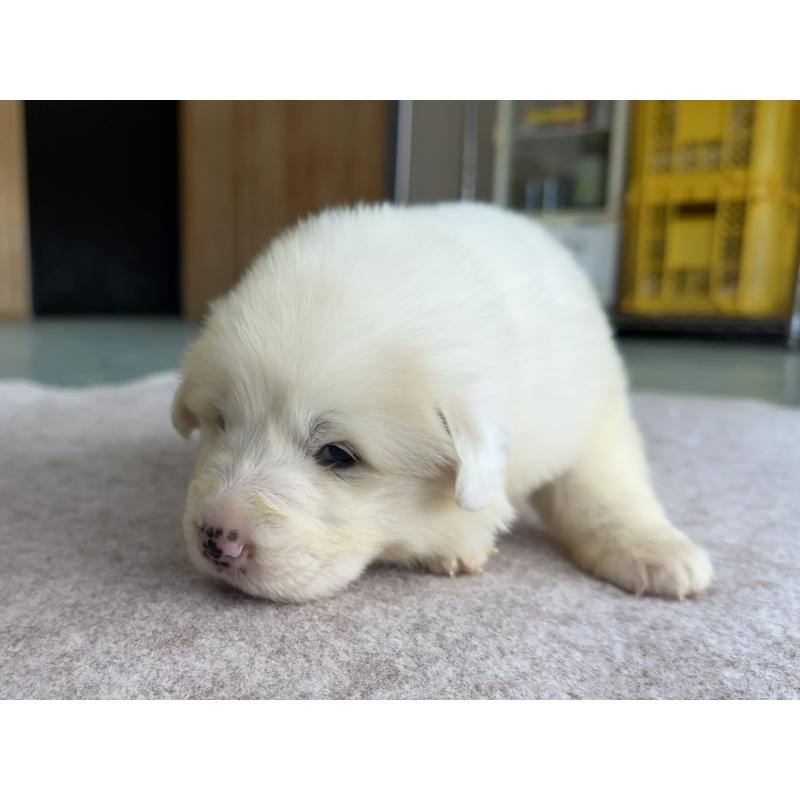 販売中の千葉県のグレートピレニーズ-439603の23枚目