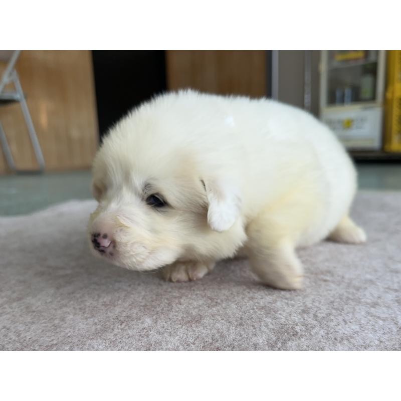 販売中の千葉県のグレートピレニーズ-439603の22枚目