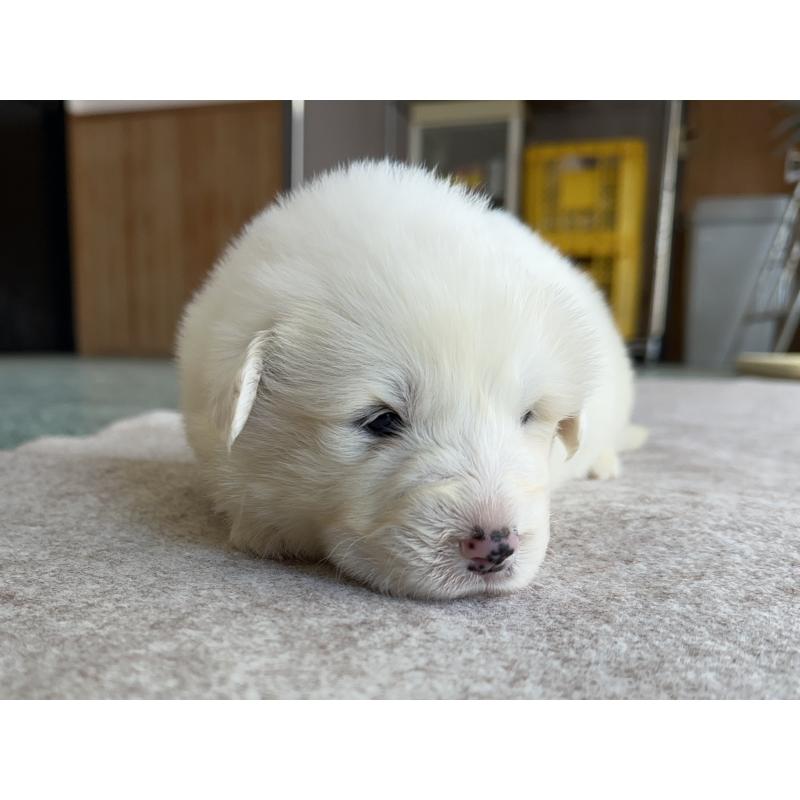 販売中の千葉県のグレートピレニーズ-439603の21枚目