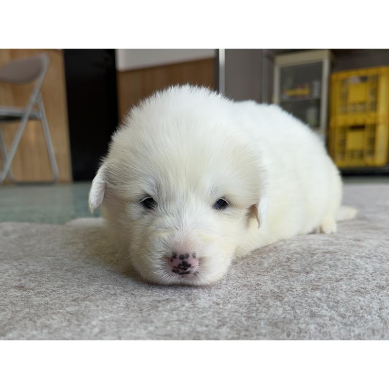 販売中の千葉県のグレートピレニーズ-439603の20枚目