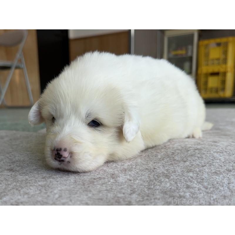 販売中の千葉県のグレートピレニーズ-439603の19枚目