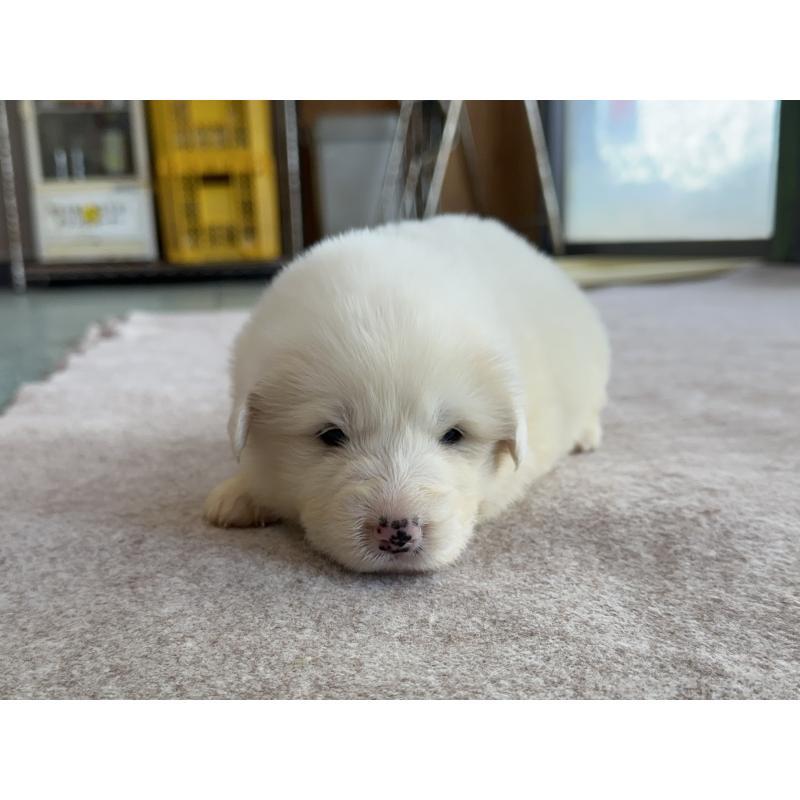 販売中の千葉県のグレートピレニーズ-439603の18枚目