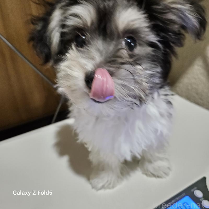 販売中の愛知県のチワマル:チワワ×マルチーズ-432108の3枚目