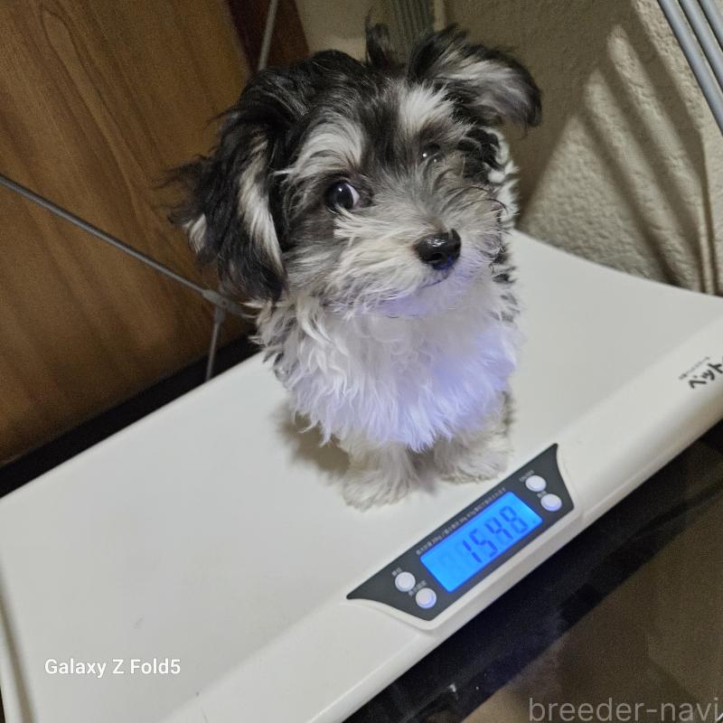 販売中の愛知県のチワマル:チワワ×マルチーズ-432108の1枚目