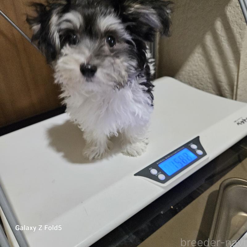 販売中の愛知県のチワマル:チワワ×マルチーズ-432108の2枚目