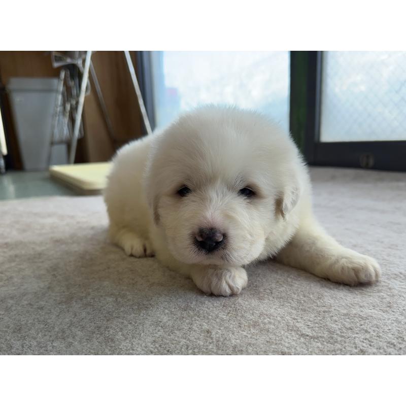 販売中の千葉県のグレートピレニーズ-439599の23枚目