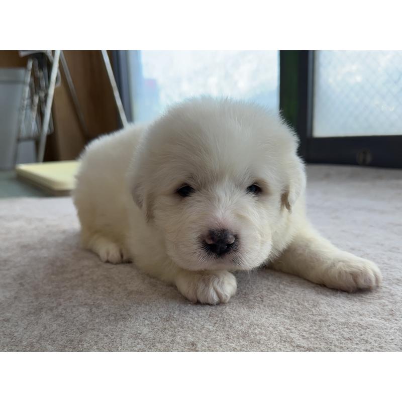 販売中の千葉県のグレートピレニーズ-439599の22枚目