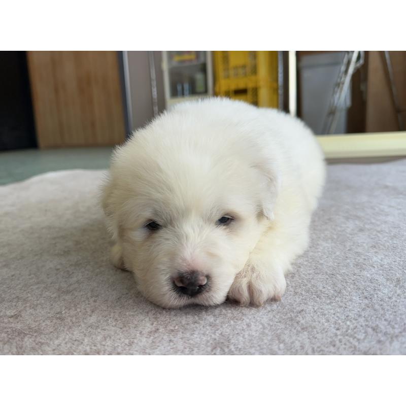 販売中の千葉県のグレートピレニーズ-439599の21枚目