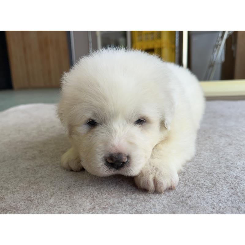 販売中の千葉県のグレートピレニーズ-439599の20枚目