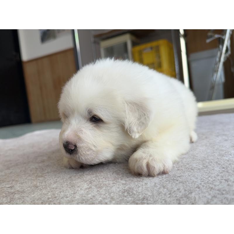 販売中の千葉県のグレートピレニーズ-439599の19枚目