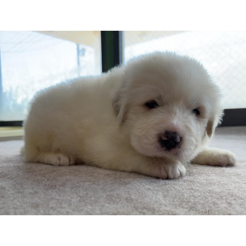 販売中の千葉県のグレートピレニーズ-439599の18枚目