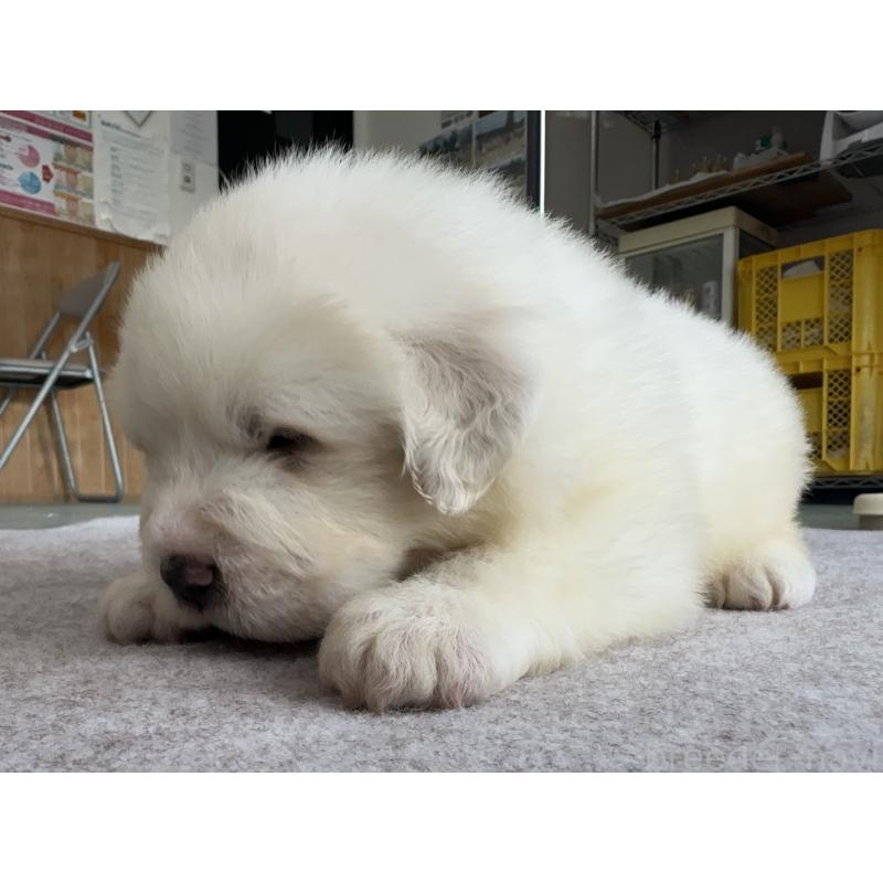 販売中の千葉県のグレートピレニーズ-439599の17枚目