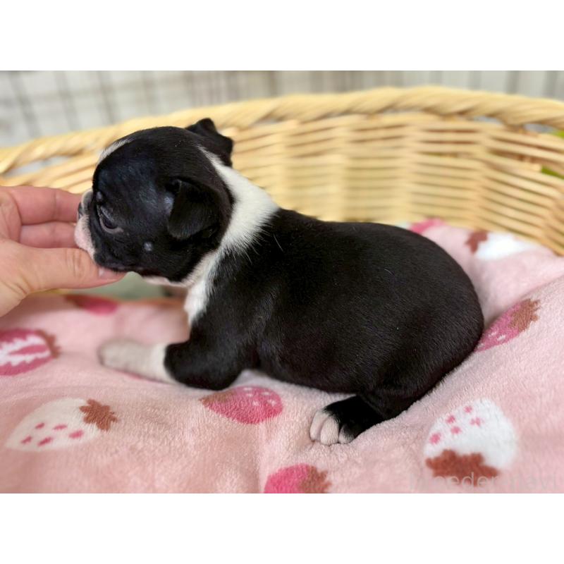 成約済の鹿児島県のボストンテリア-438059の4枚目