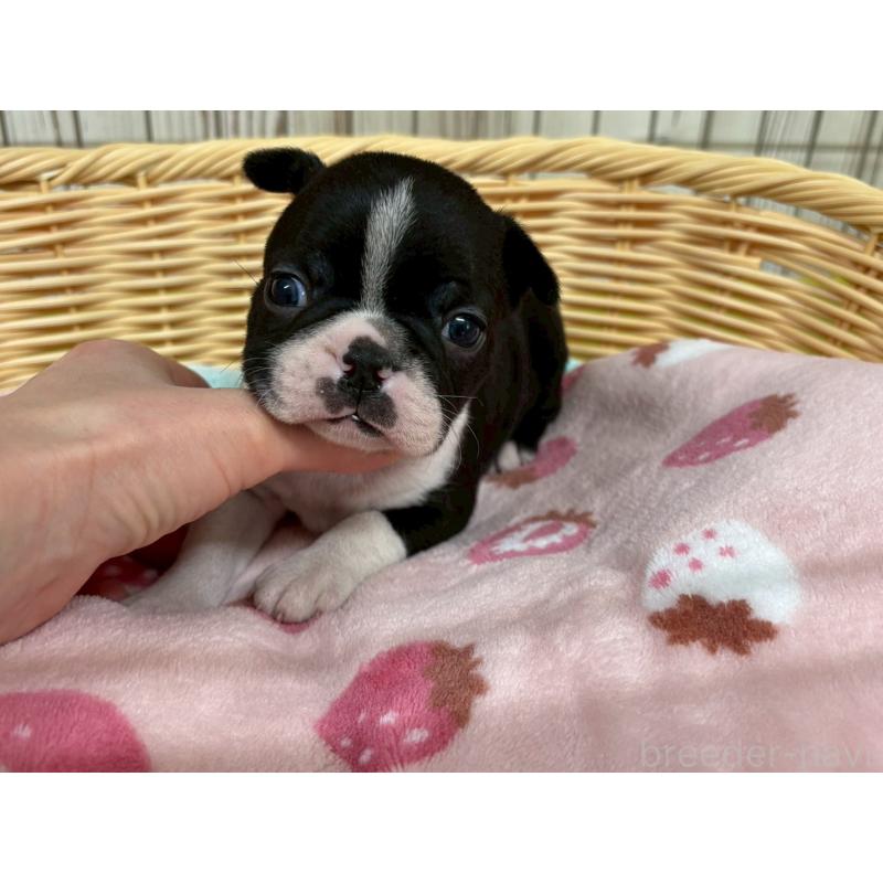 成約済の鹿児島県のボストンテリア-438059の3枚目