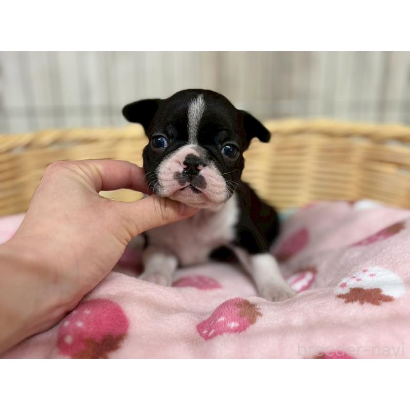 成約済の鹿児島県のボストンテリア-438059の2枚目