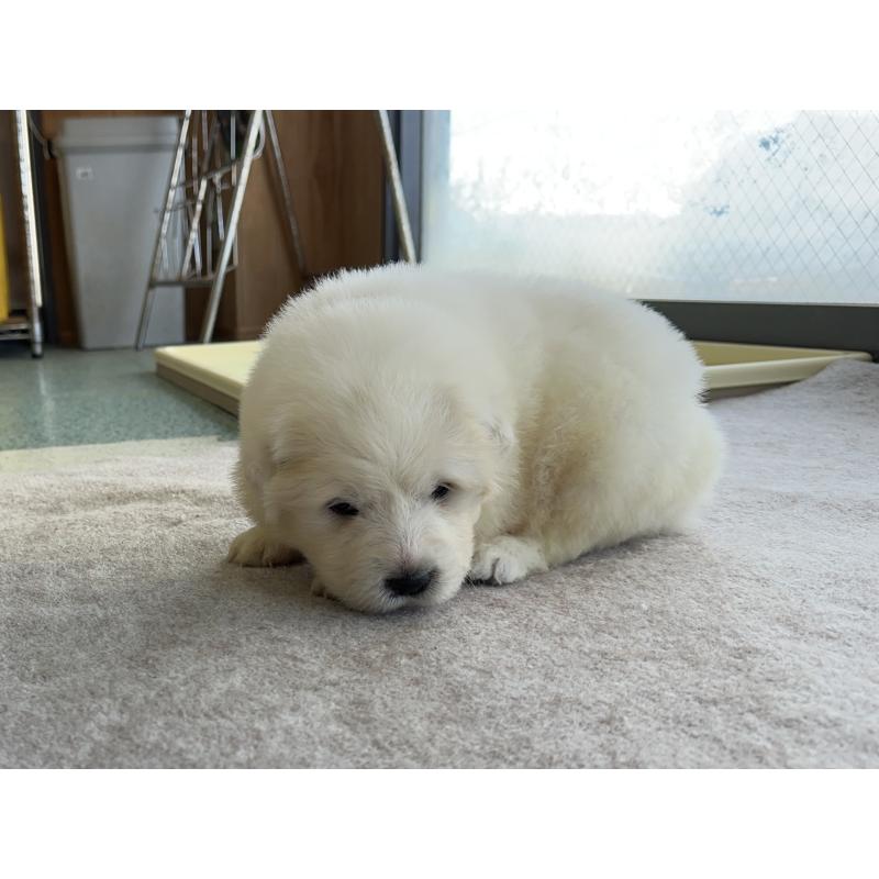 販売中の千葉県のグレートピレニーズ-439604の23枚目