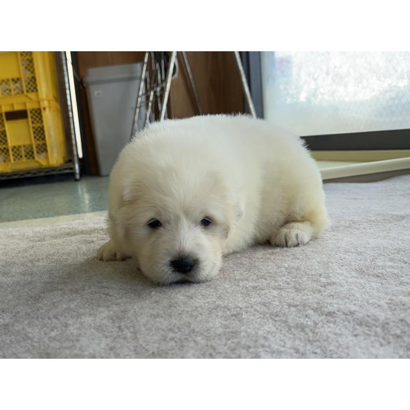 販売中の千葉県のグレートピレニーズ-439604の22枚目