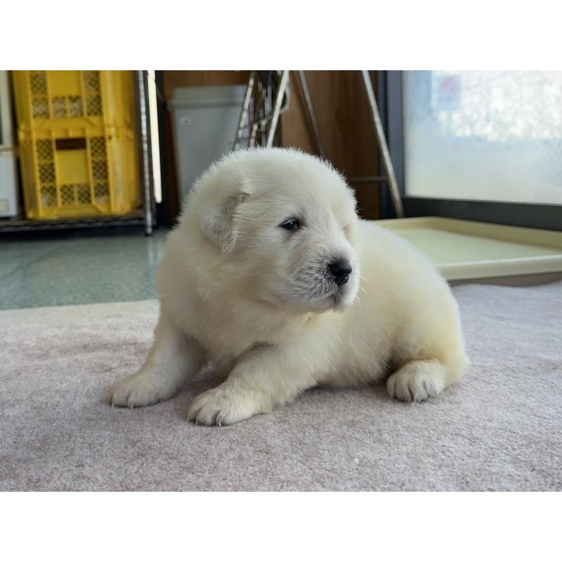 販売中の千葉県のグレートピレニーズ-439604の21枚目