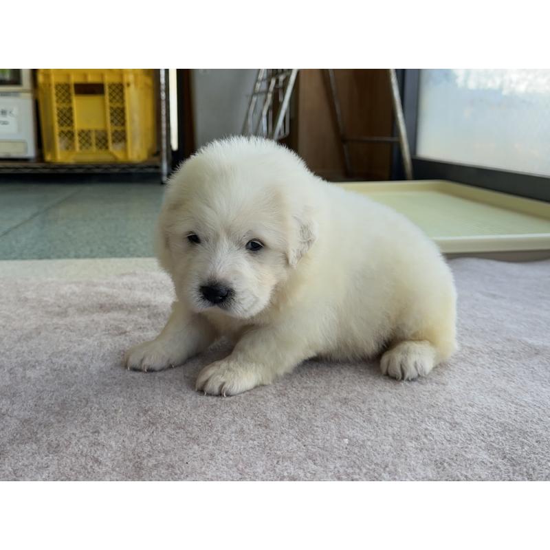 販売中の千葉県のグレートピレニーズ-439604の20枚目