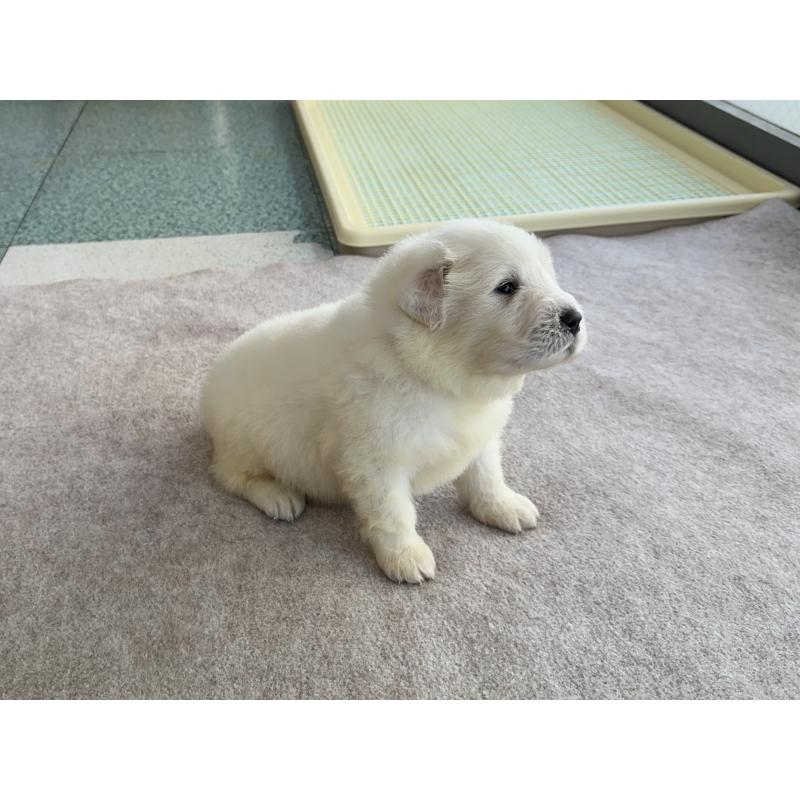 販売中の千葉県のグレートピレニーズ-439604の19枚目