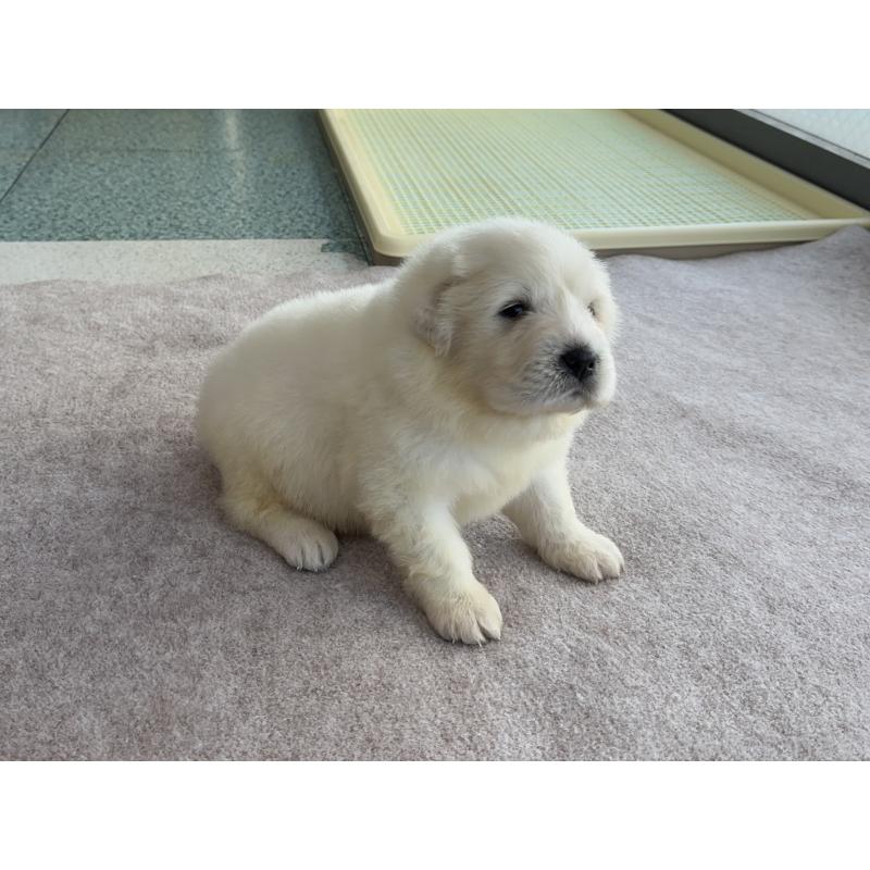 販売中の千葉県のグレートピレニーズ-439604の17枚目