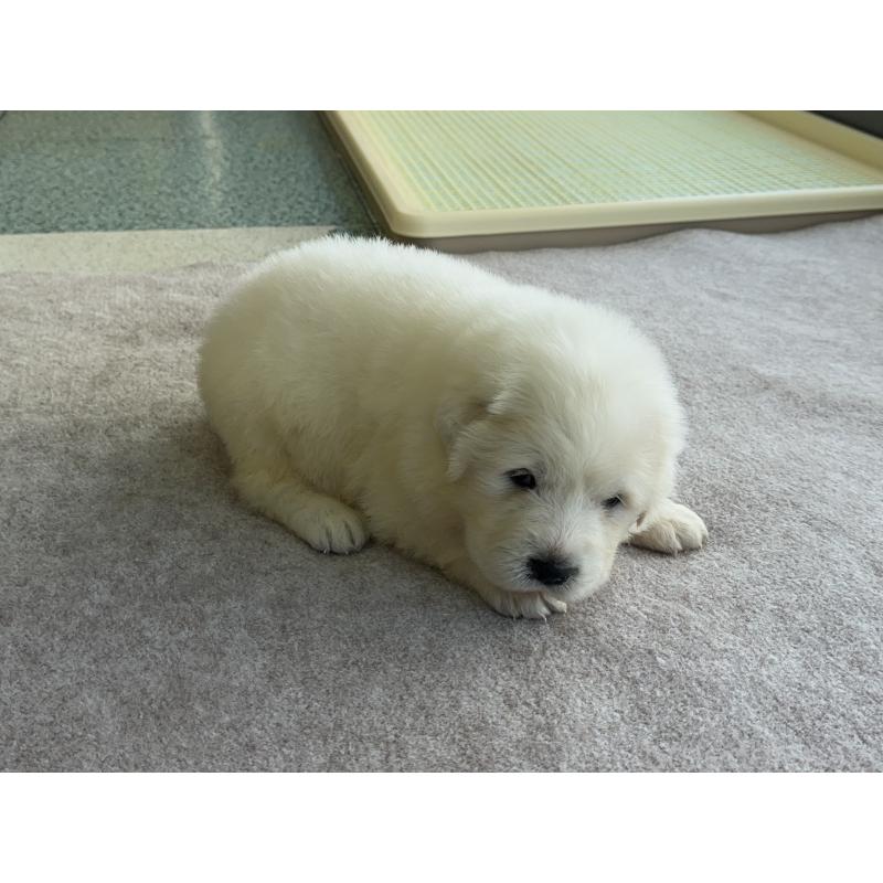 販売中の千葉県のグレートピレニーズ-439604の16枚目