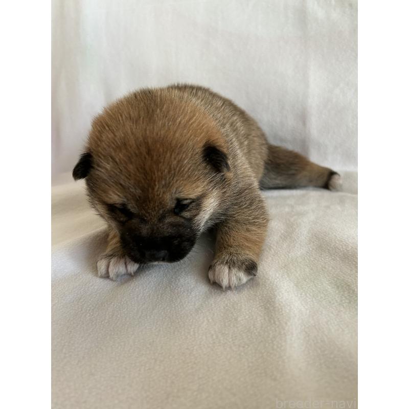 販売中の群馬県の柴犬-440971の5枚目