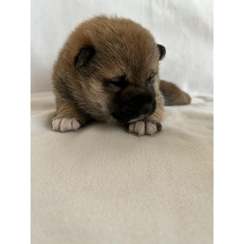 販売中の群馬県の柴犬-440971の4枚目