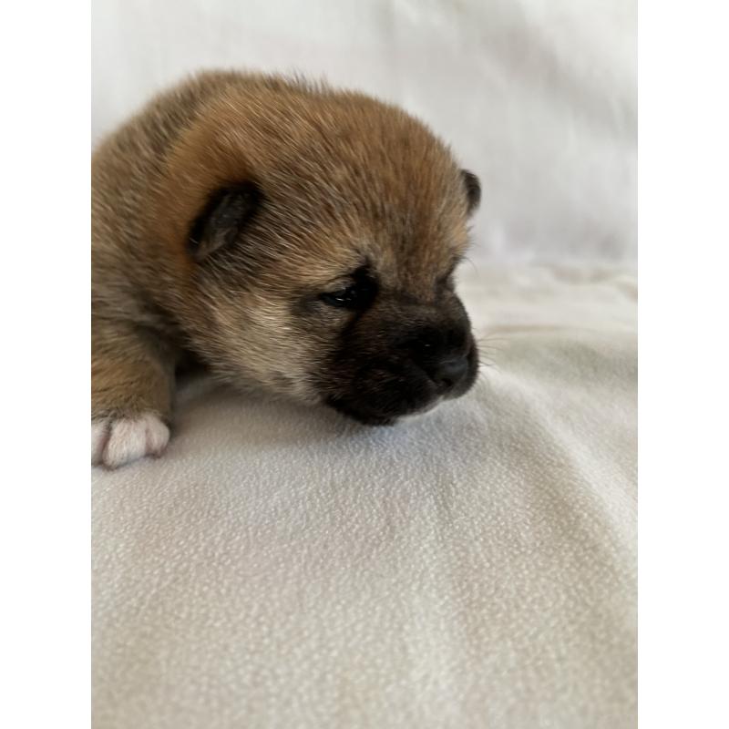 販売中の群馬県の柴犬-440971の3枚目