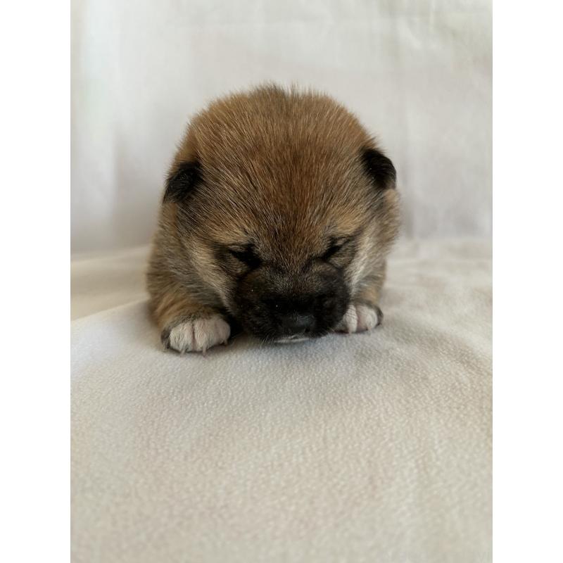 販売中の群馬県の柴犬-440971の2枚目