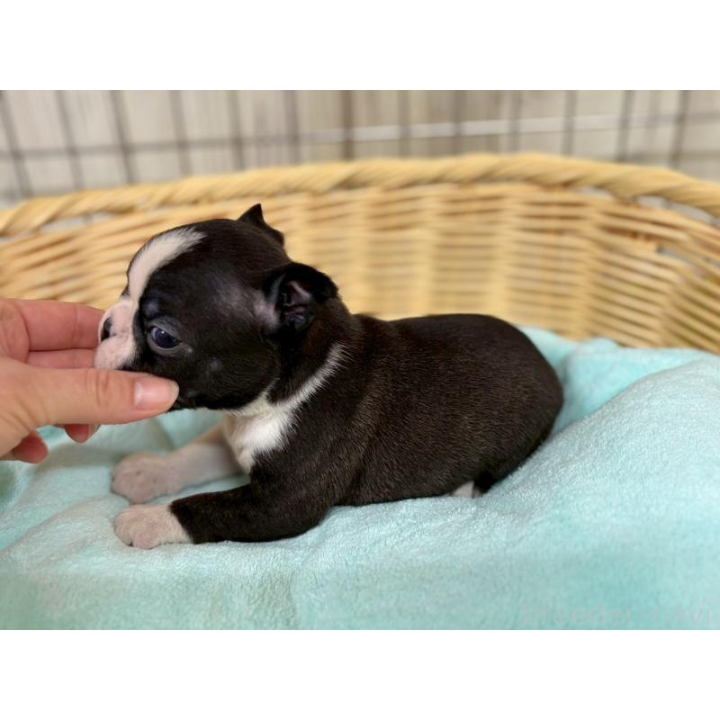 販売中の鹿児島県のボストンテリア-440969の4枚目