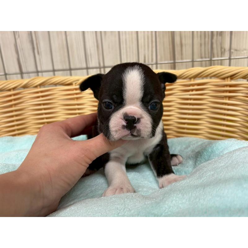 販売中の鹿児島県のボストンテリア-440969の3枚目