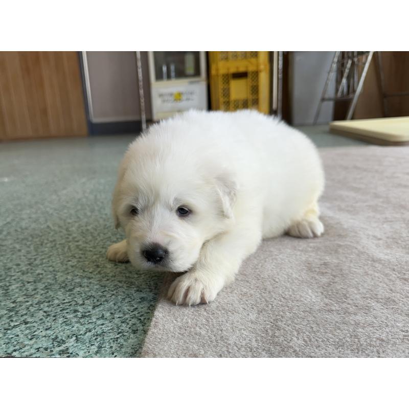 成約済の千葉県のグレートピレニーズ-439606の22枚目