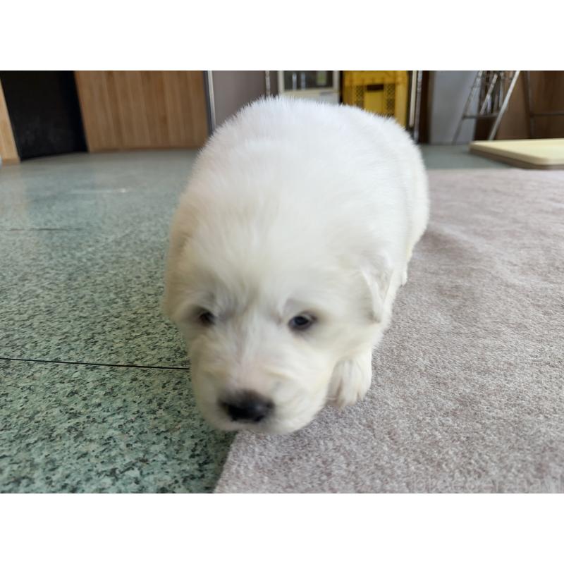 成約済の千葉県のグレートピレニーズ-439606の21枚目