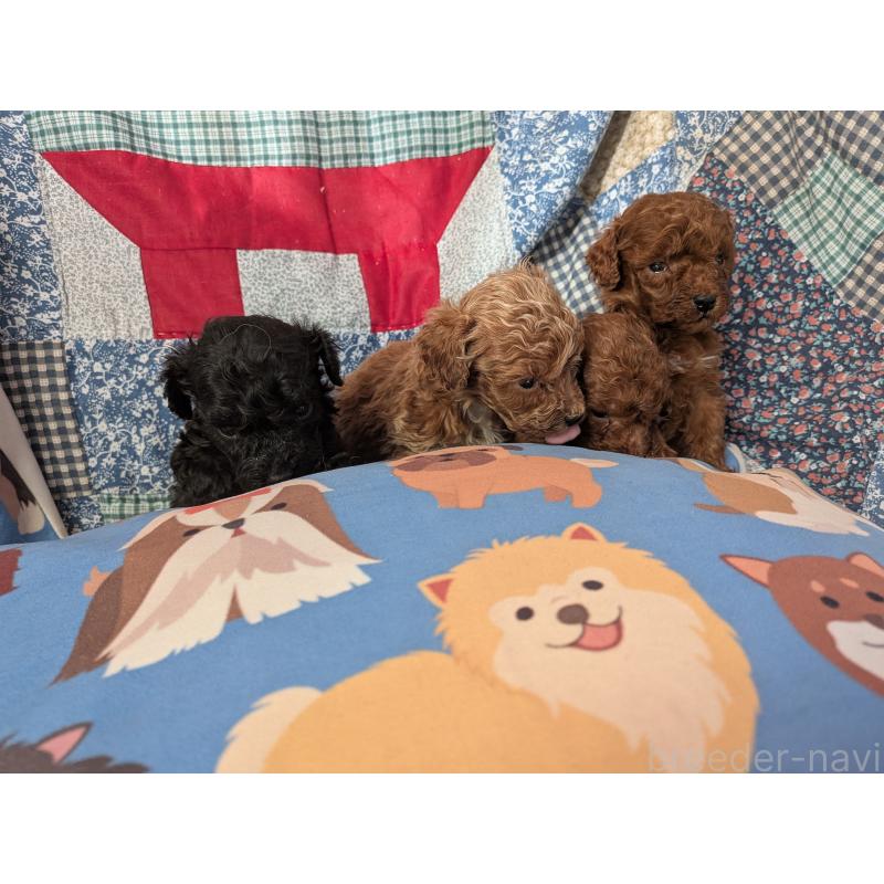 販売中の長野県のタイニープードル-440970の3枚目