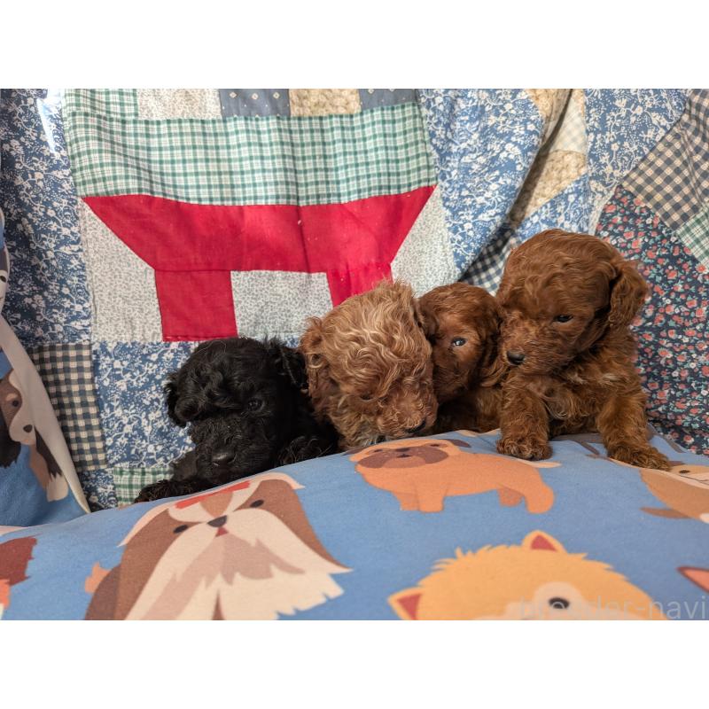 販売中の長野県のタイニープードル-440970の2枚目