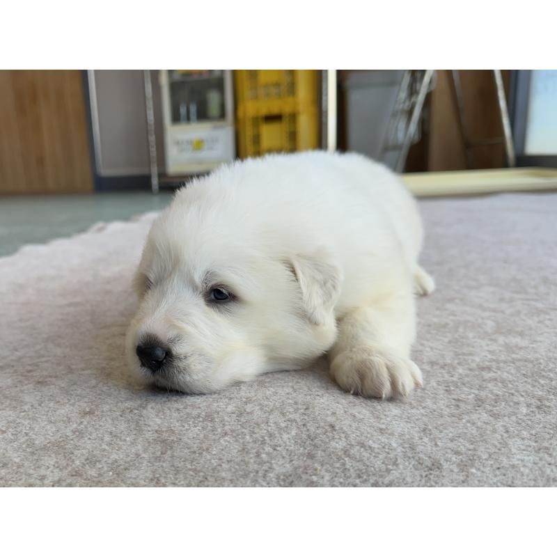 成約済の千葉県のグレートピレニーズ-439606の20枚目