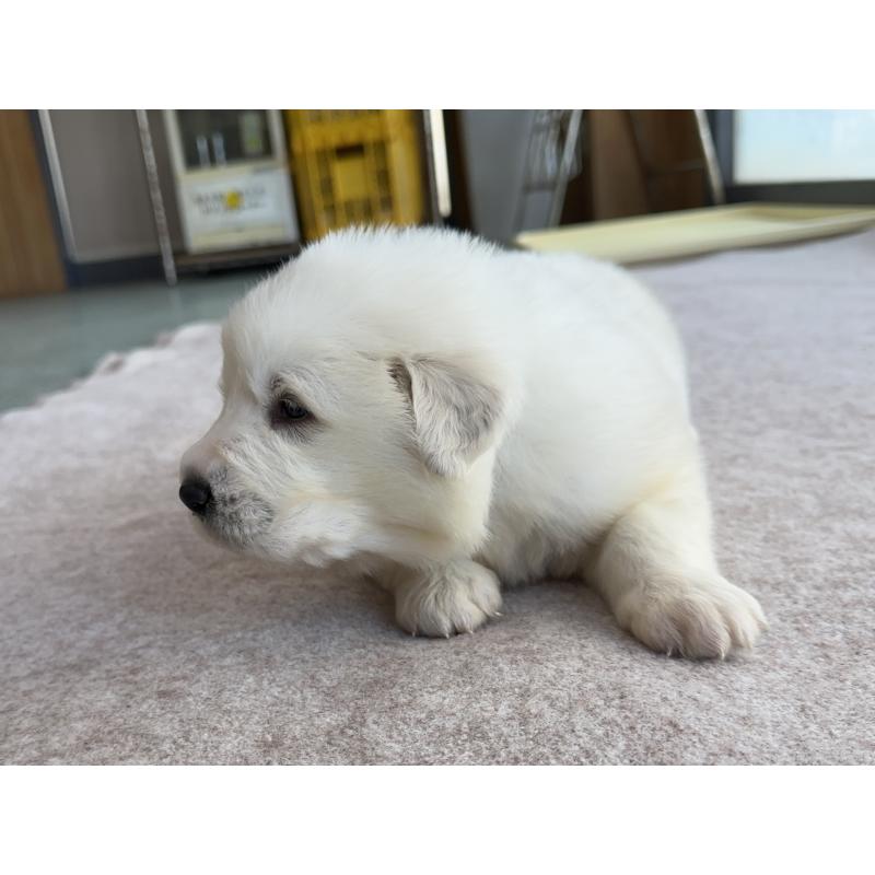 成約済の千葉県のグレートピレニーズ-439606の19枚目