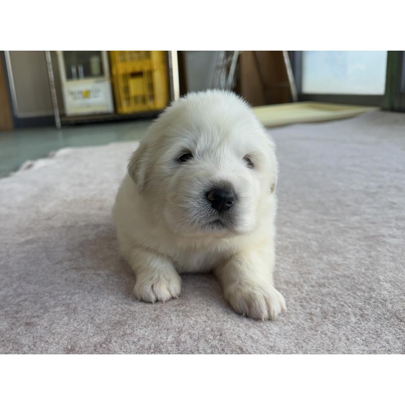 成約済の千葉県のグレートピレニーズ-439606の18枚目