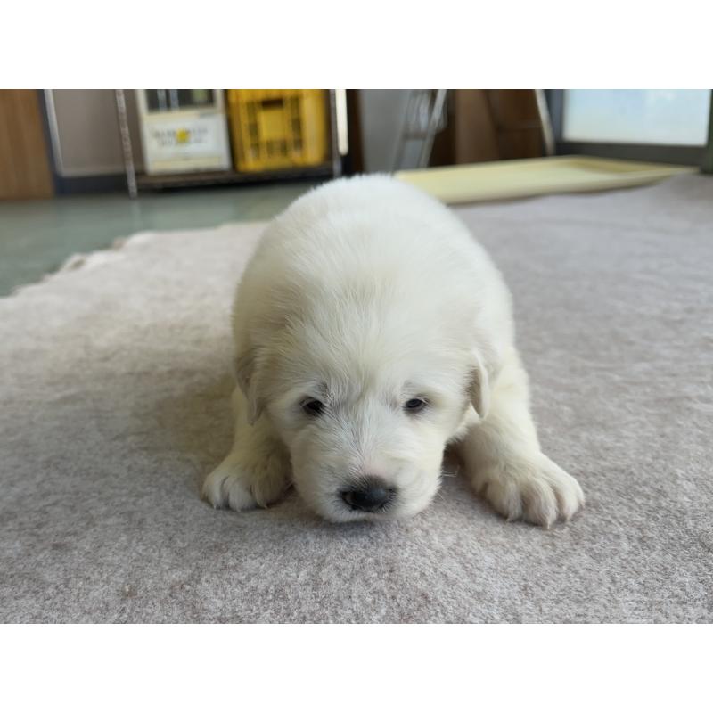 成約済の千葉県のグレートピレニーズ-439606の17枚目