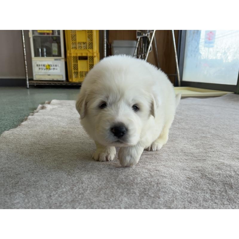 成約済の千葉県のグレートピレニーズ-439606の16枚目