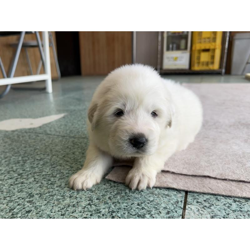 成約済の千葉県のグレートピレニーズ-439606の15枚目