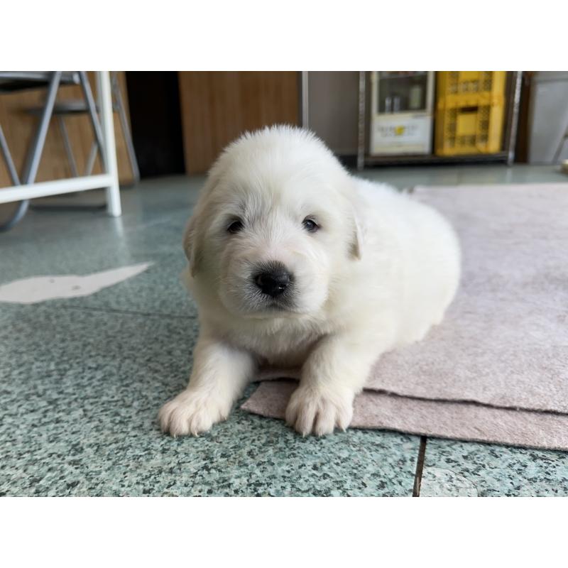 成約済の千葉県のグレートピレニーズ-439606の14枚目