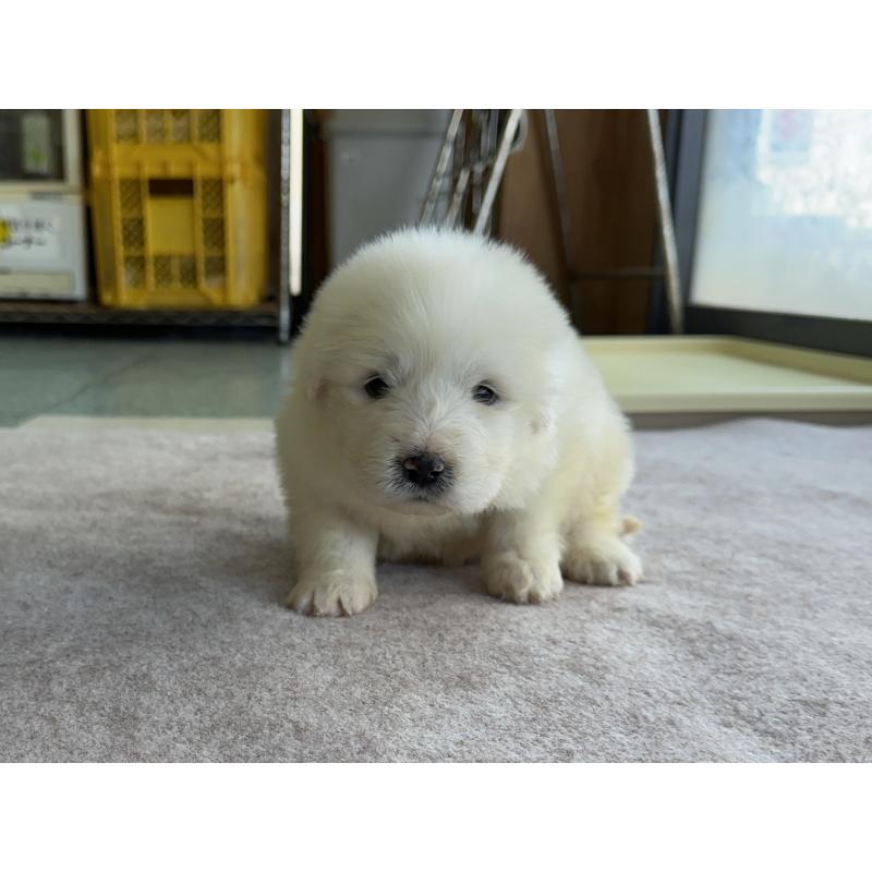 成約済の千葉県のグレートピレニーズ-439609の34枚目