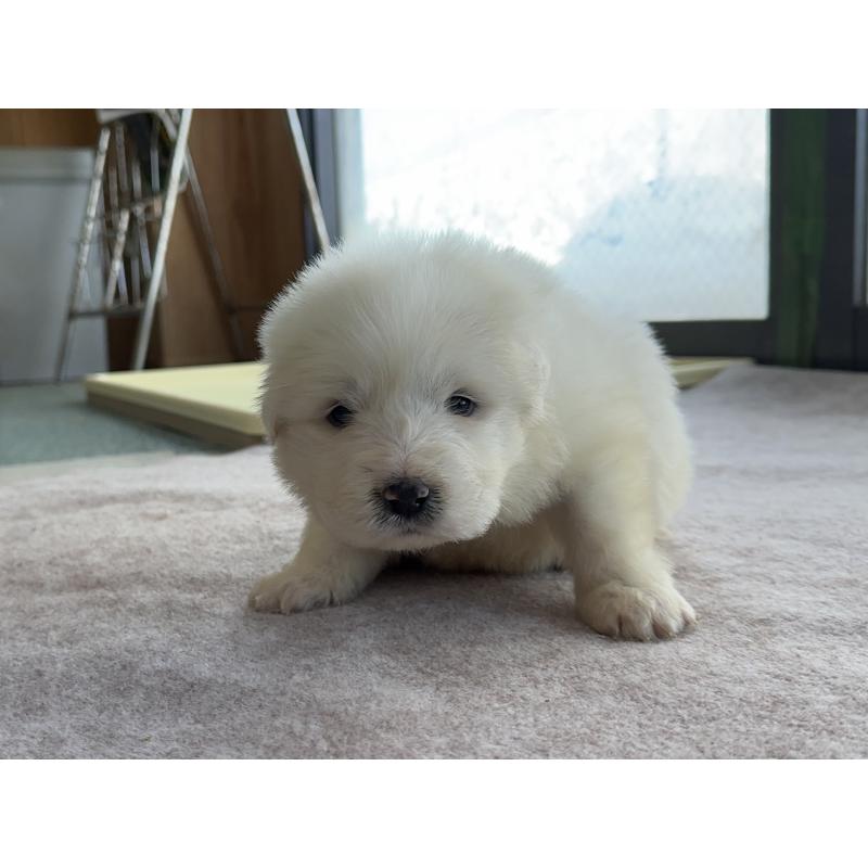 成約済の千葉県のグレートピレニーズ-439609の33枚目