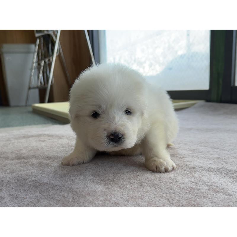 成約済の千葉県のグレートピレニーズ-439609の32枚目