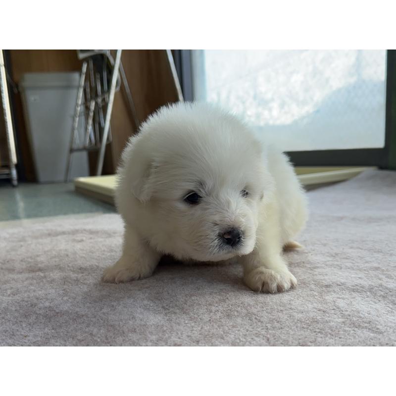 成約済の千葉県のグレートピレニーズ-439609の31枚目