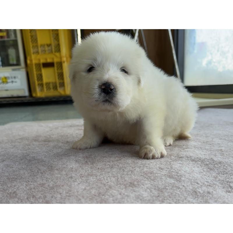 成約済の千葉県のグレートピレニーズ-439609の30枚目